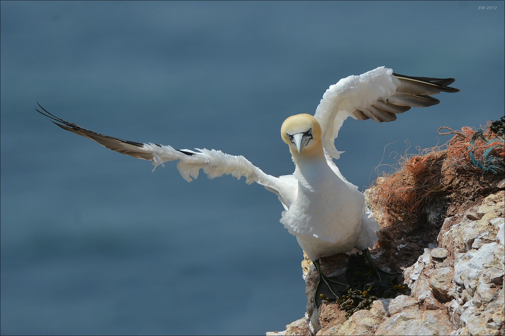 aaacomp Helgoland 20120630 6730