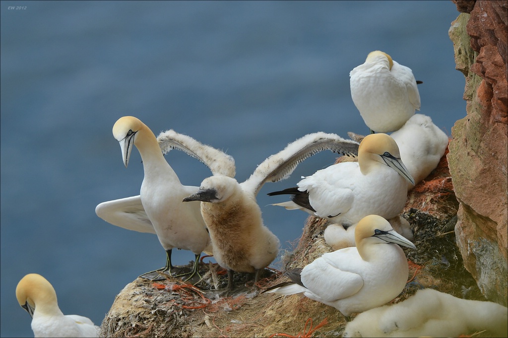 aaacomp Helgoland 20120630 6912