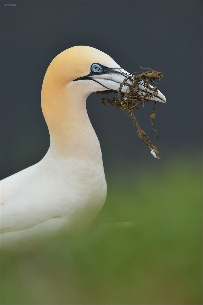 aaacomp Helgoland 20120630 8177