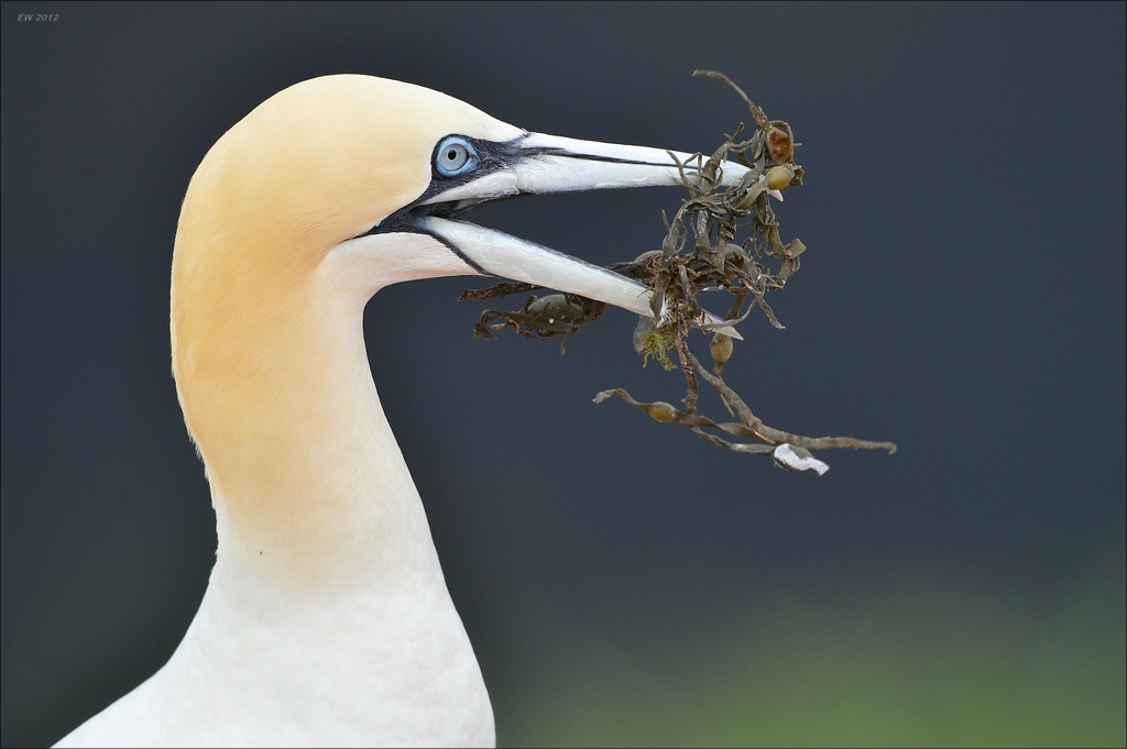 aaacomp Helgoland 20120630 8210