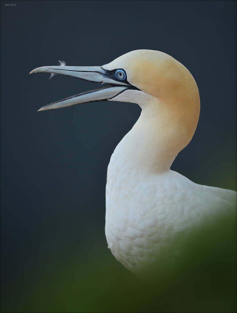 aaacomp Helgoland 20120630 8285