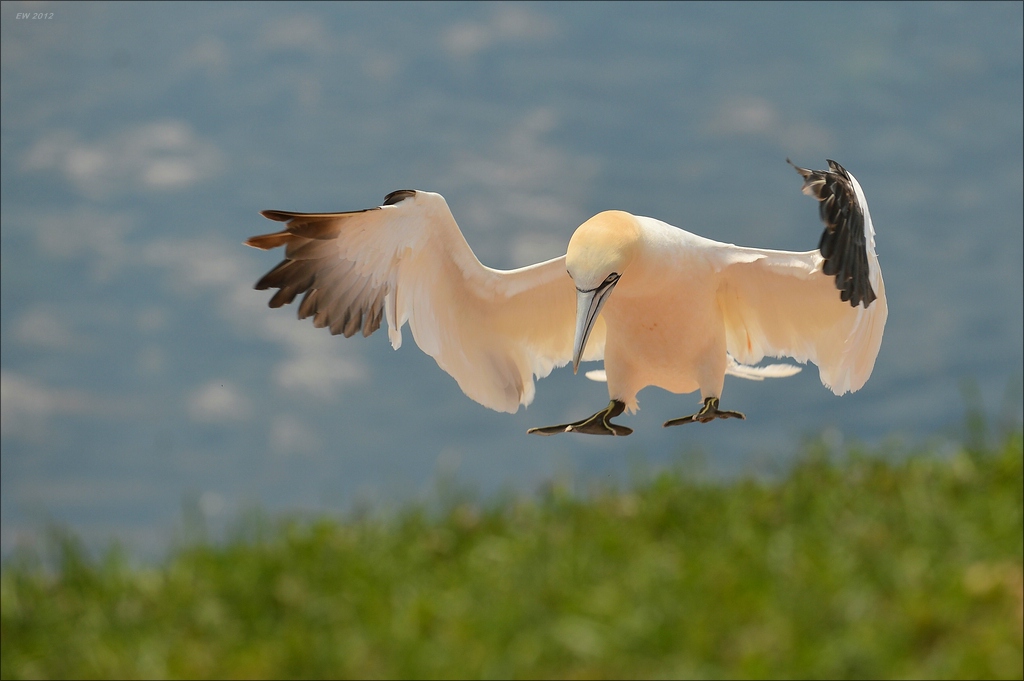 aaacomp Helgoland 20120630 8500