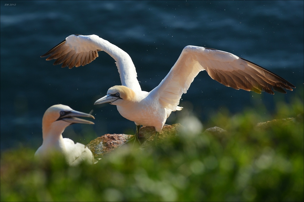 aaacomp Helgoland 20120630 8517