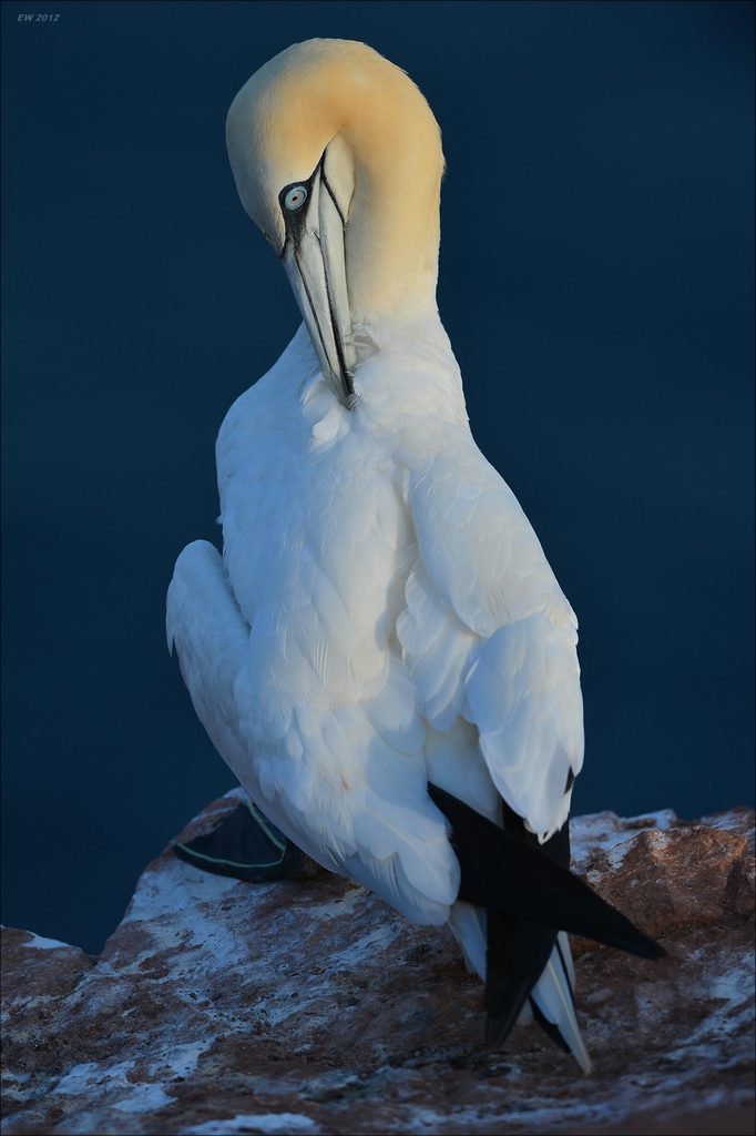 aaacomp Helgoland 20120630 8717