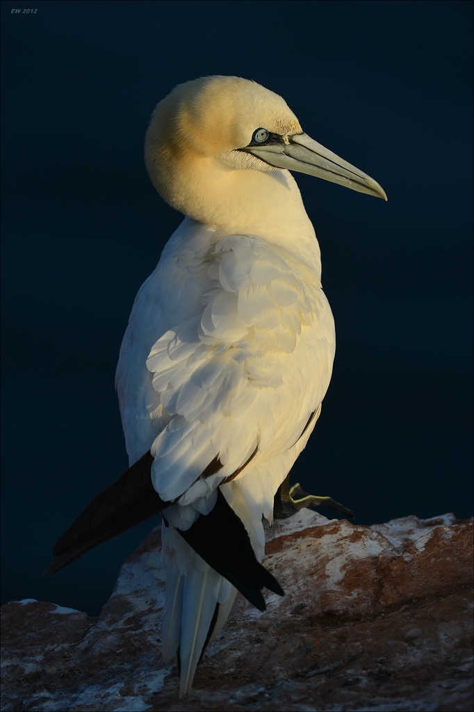 aaacomp Helgoland 20120630 8904
