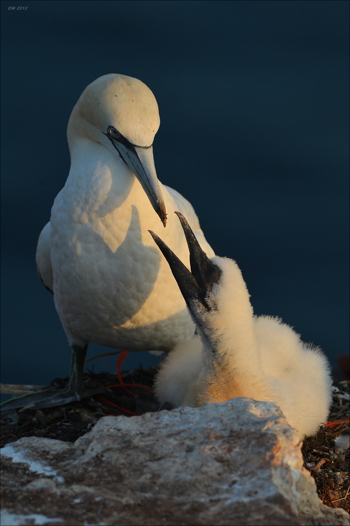 aaacomp Helgoland 20120630 9172