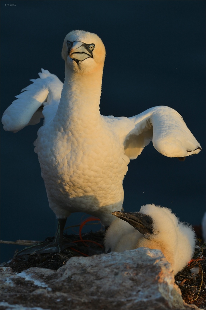 aaacomp Helgoland 20120630 9196