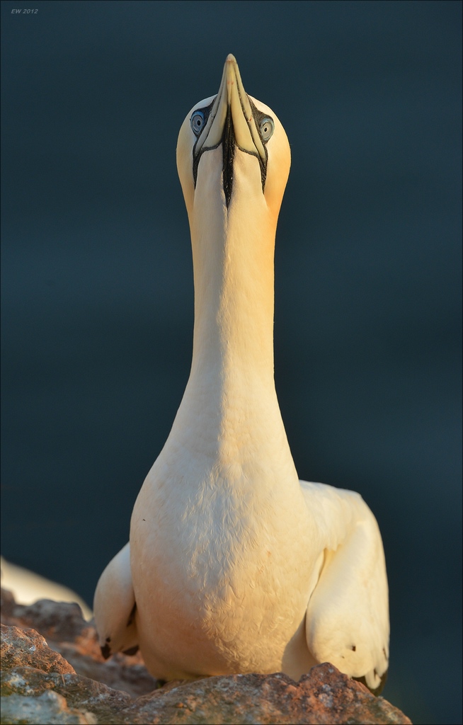 aaacomp Helgoland 20120630 9304