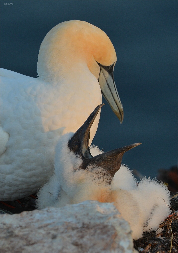 aaacomp Helgoland 20120630 9508
