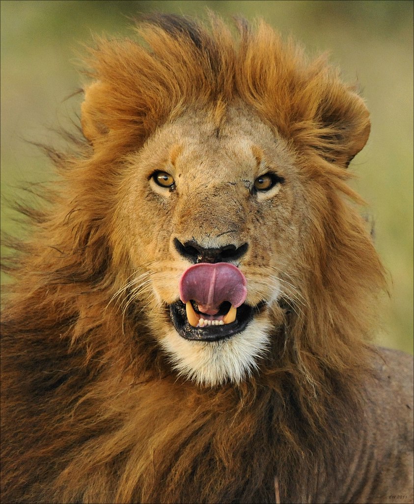 aaacomp Kenia 20111013 05934aa