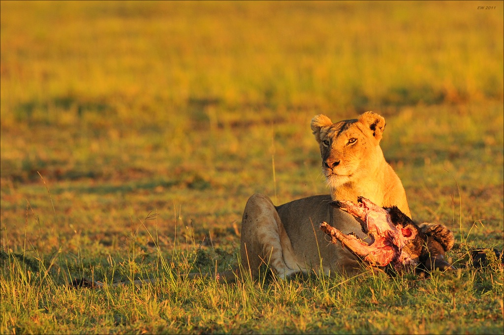 aaacomp Kenia 20111019 21277