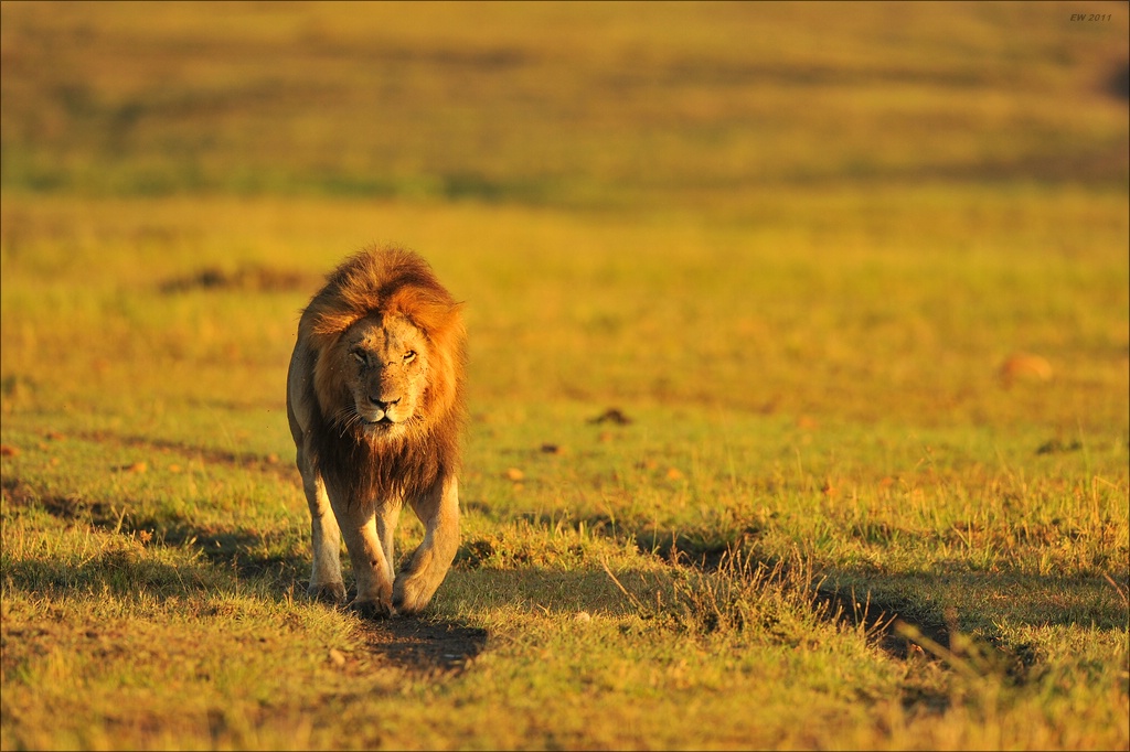aaacomp Kenia 20111019 21373