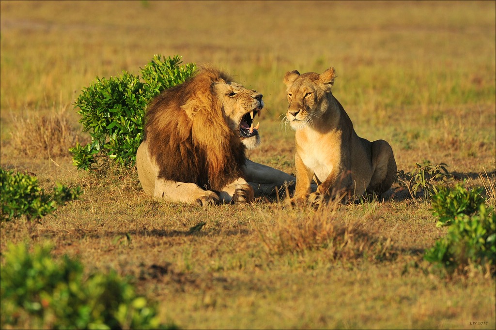 aaacomp Kenia 20111019 21537
