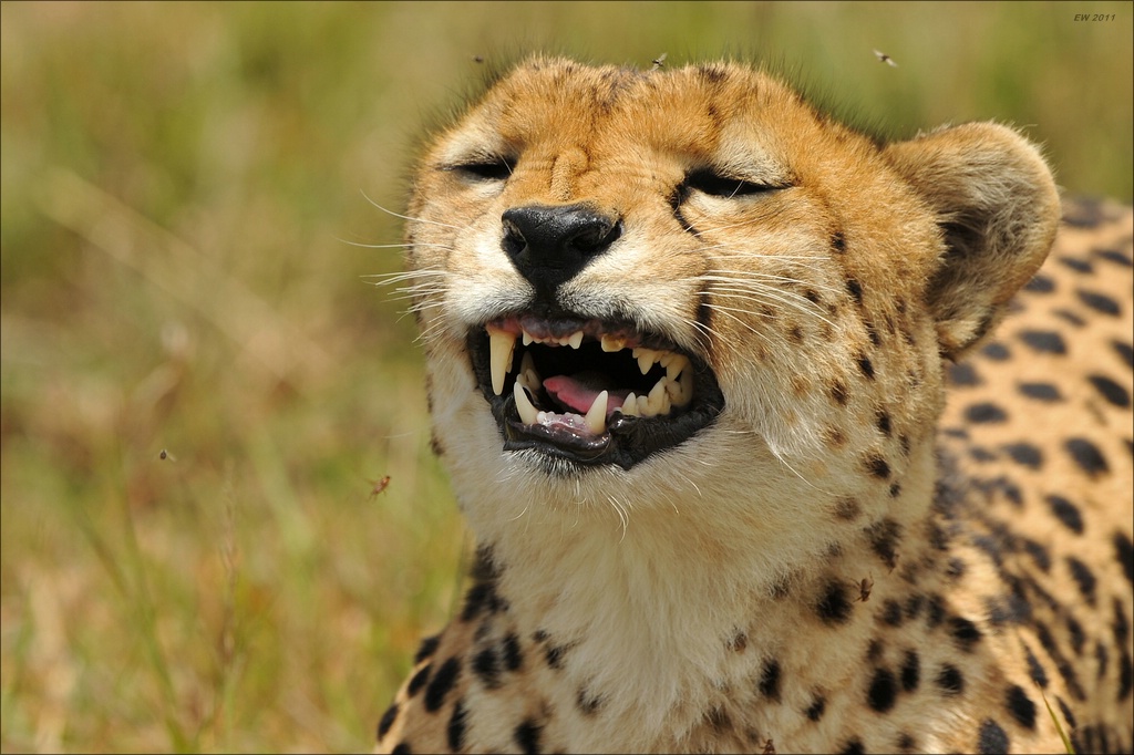 aaacomp Kenia 20111019 22069a