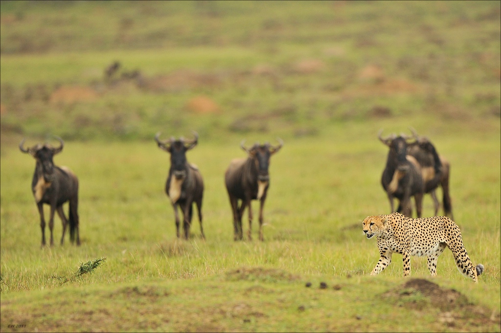 aaacomp Kenia 20111019 22095a