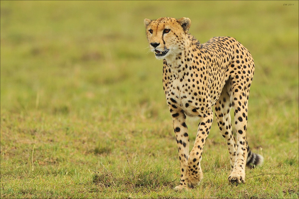 aaacomp Kenia 20111019 22156a