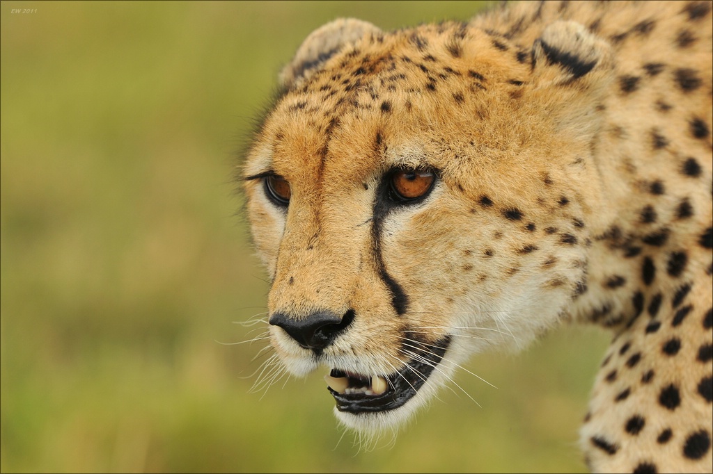 aaacomp Kenia 20111019 22204aa