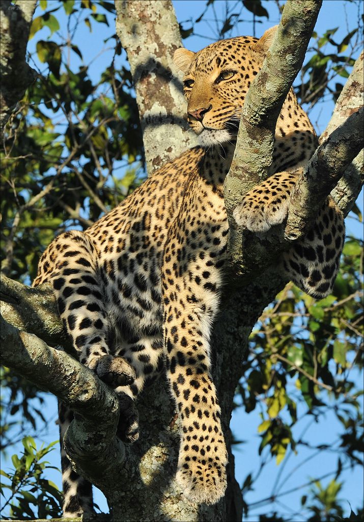 aaacomp Kenia 20111020 25505