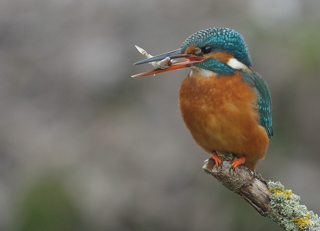 aaacompcnxEisvogel 307