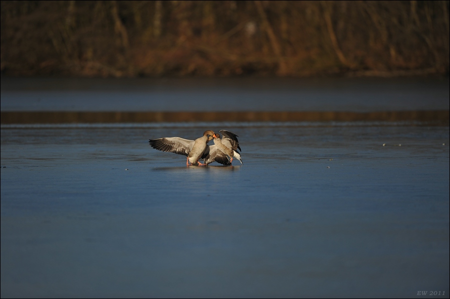 aacomp bramfsee 0157