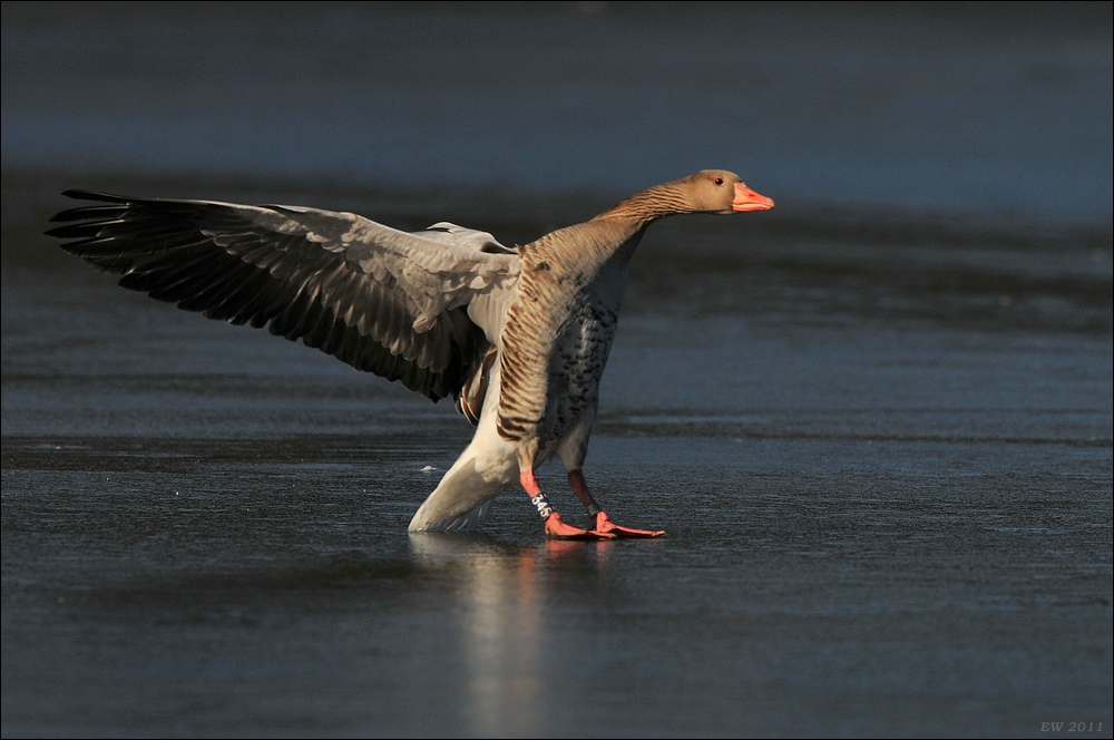 aacomp bramfsee 0411