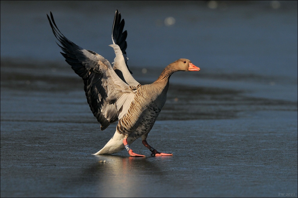 aacomp bramfsee 0414