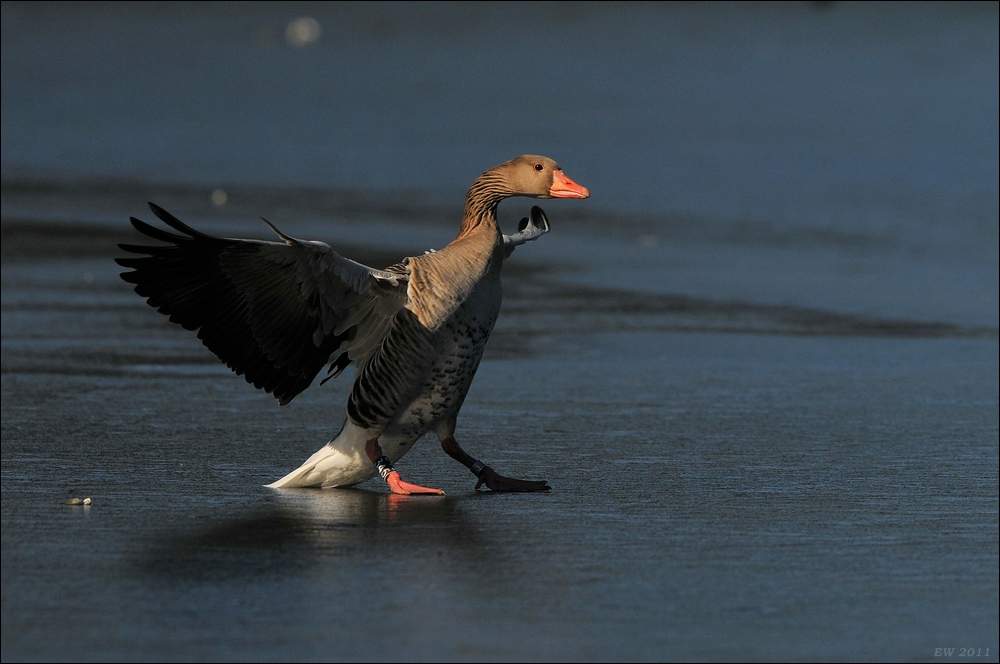 aacomp bramfsee 0415