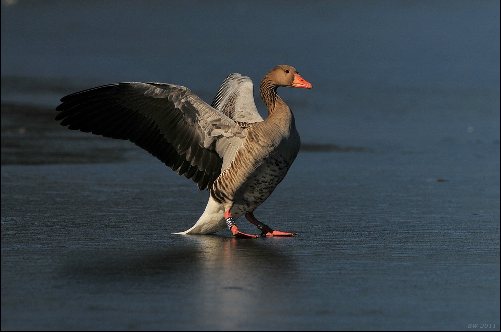 aacomp bramfsee 0417
