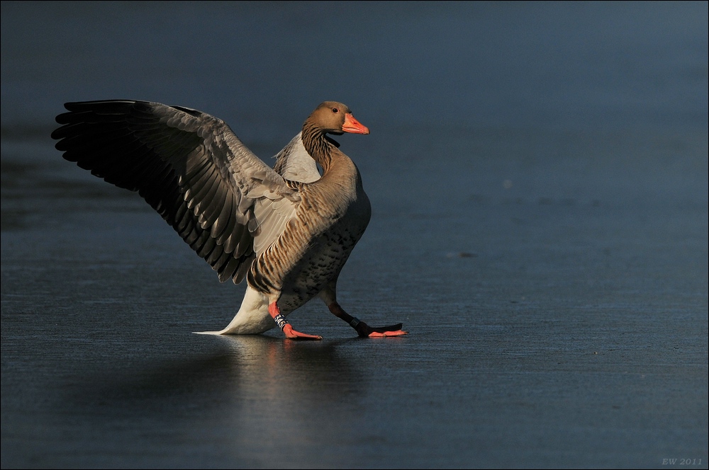 aacomp bramfsee 0418