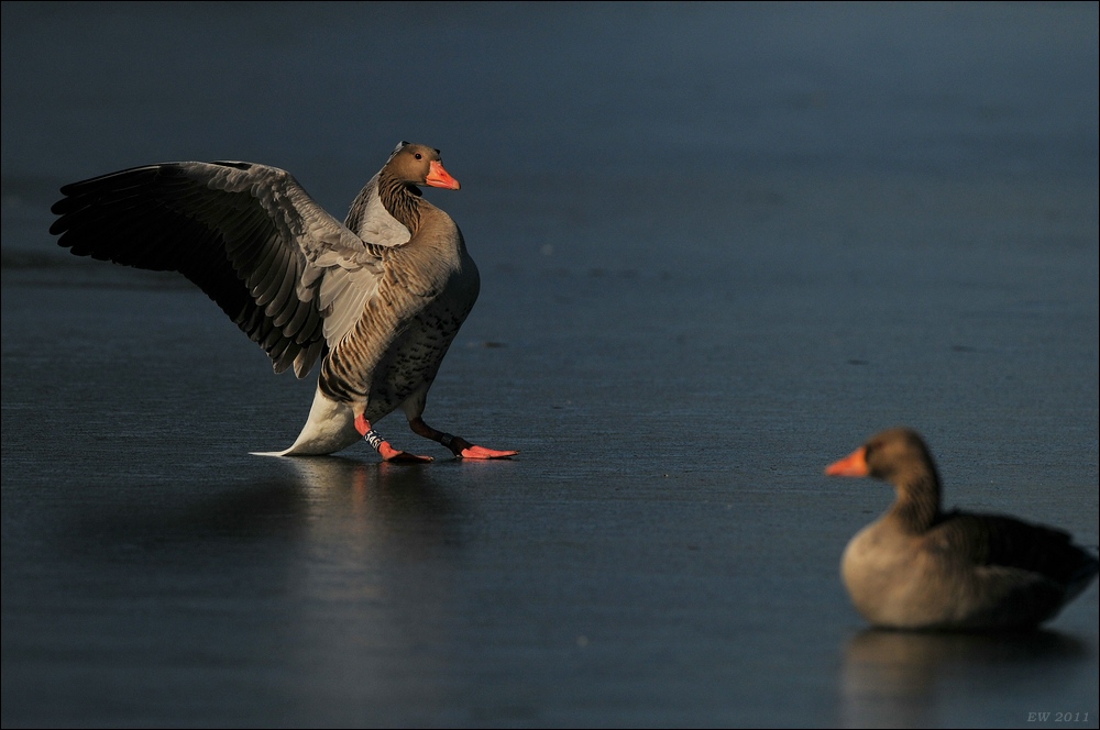aacomp bramfsee 0419
