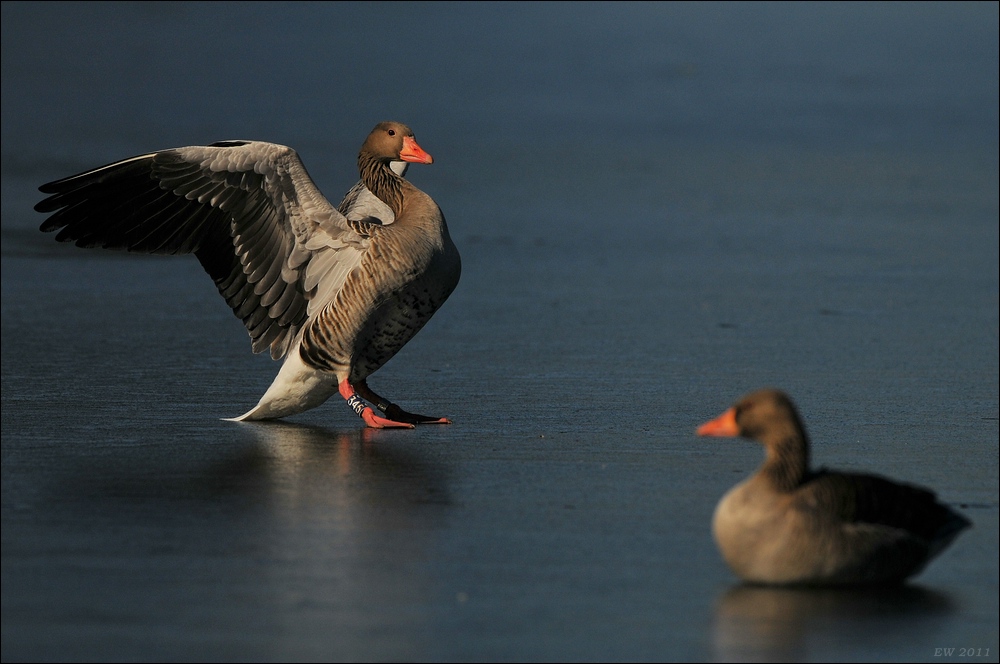 aacomp bramfsee 0420