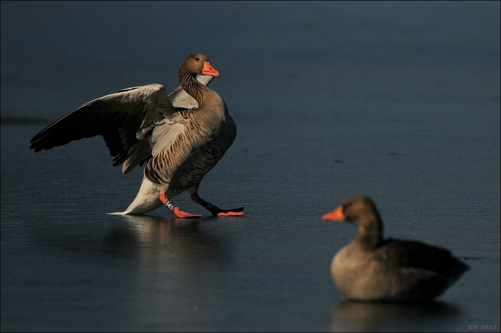 aacomp bramfsee 0421