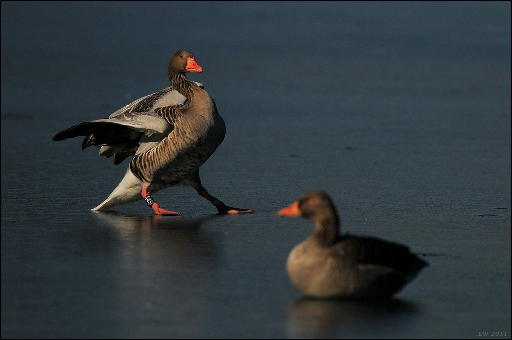 aacomp bramfsee 0422