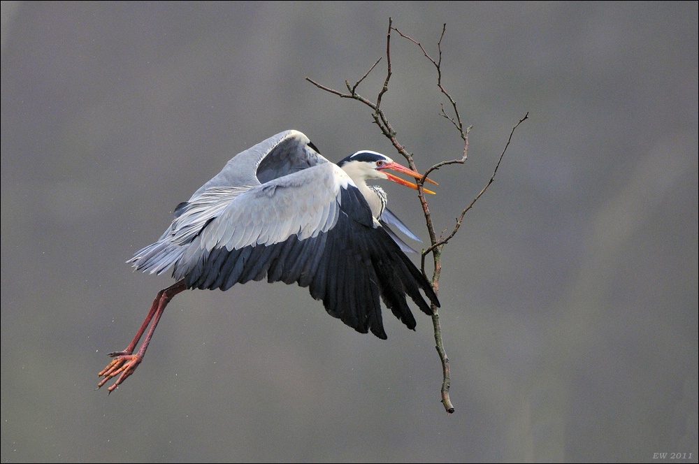 aacomp Bramfsee 20110319 0219