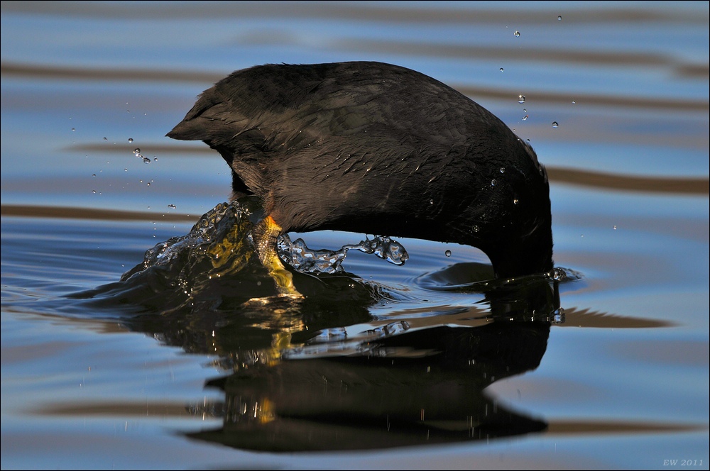 aacomp Bramfsee 20110319 1490