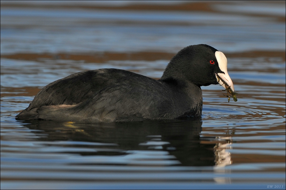 aacomp Bramfsee 20110319 1523a