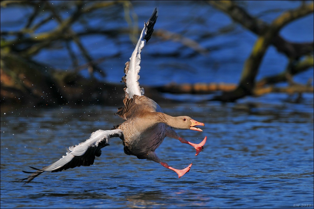 aacomp Bramfsee 20110319 1571