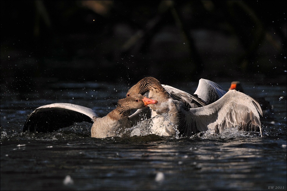 aacomp Bramfsee 20110319 1878