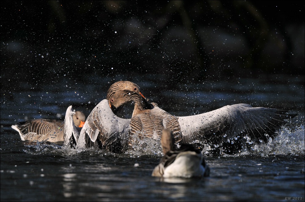 aacomp Bramfsee 20110319 1944
