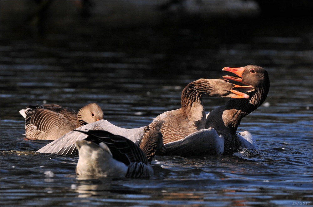 aacomp Bramfsee 20110319 1988