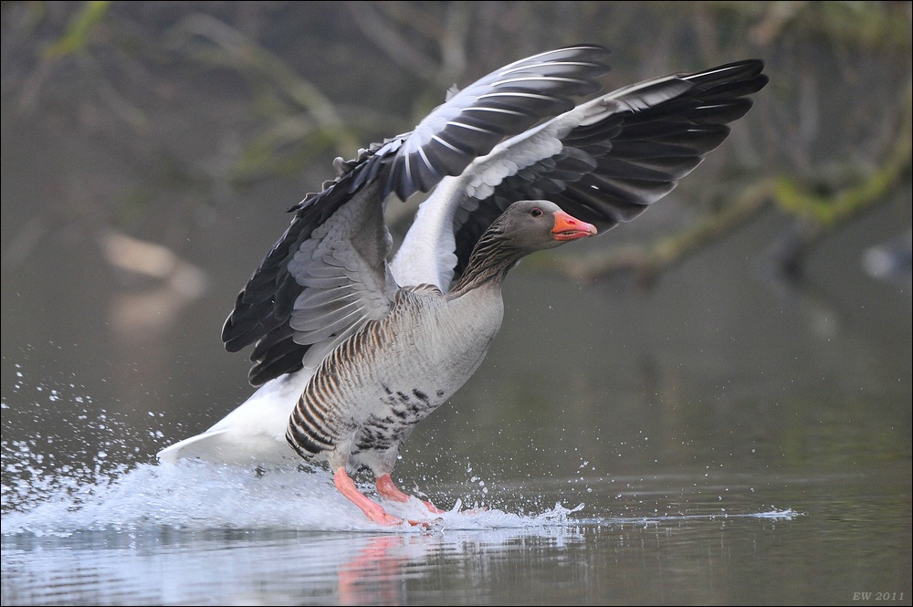aacomp bramfsee 20110402 0157