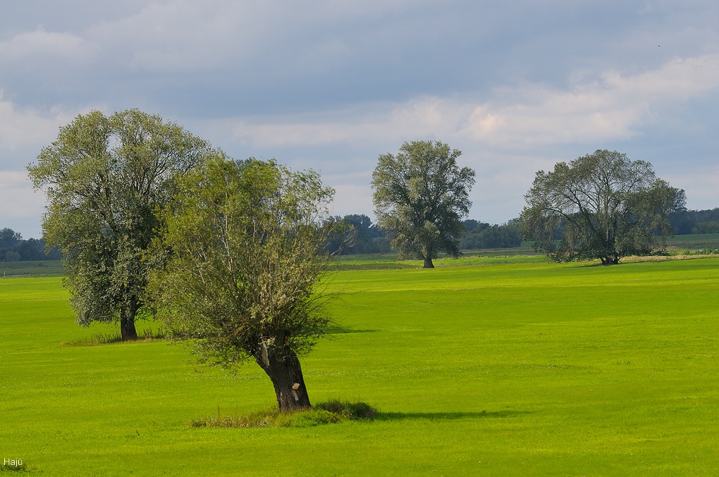 aacomp DSC 2448