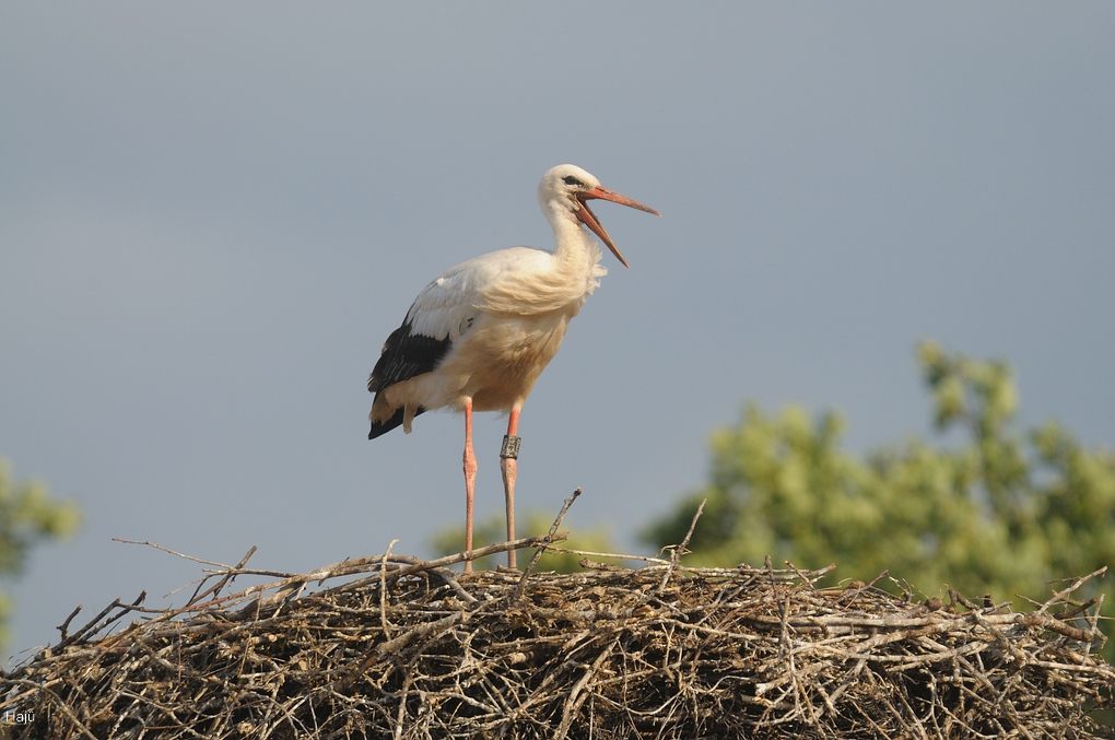 aacomp DSC 2616