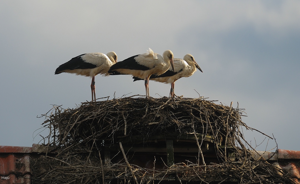 aacomp DSC 2636