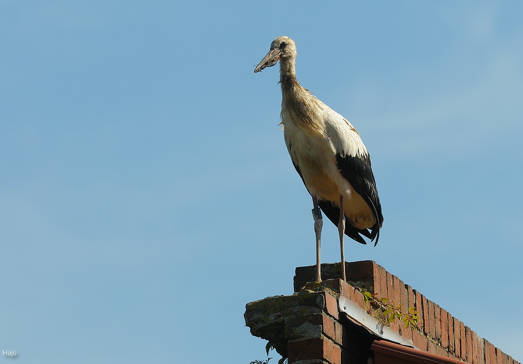 aacomp DSC 2780