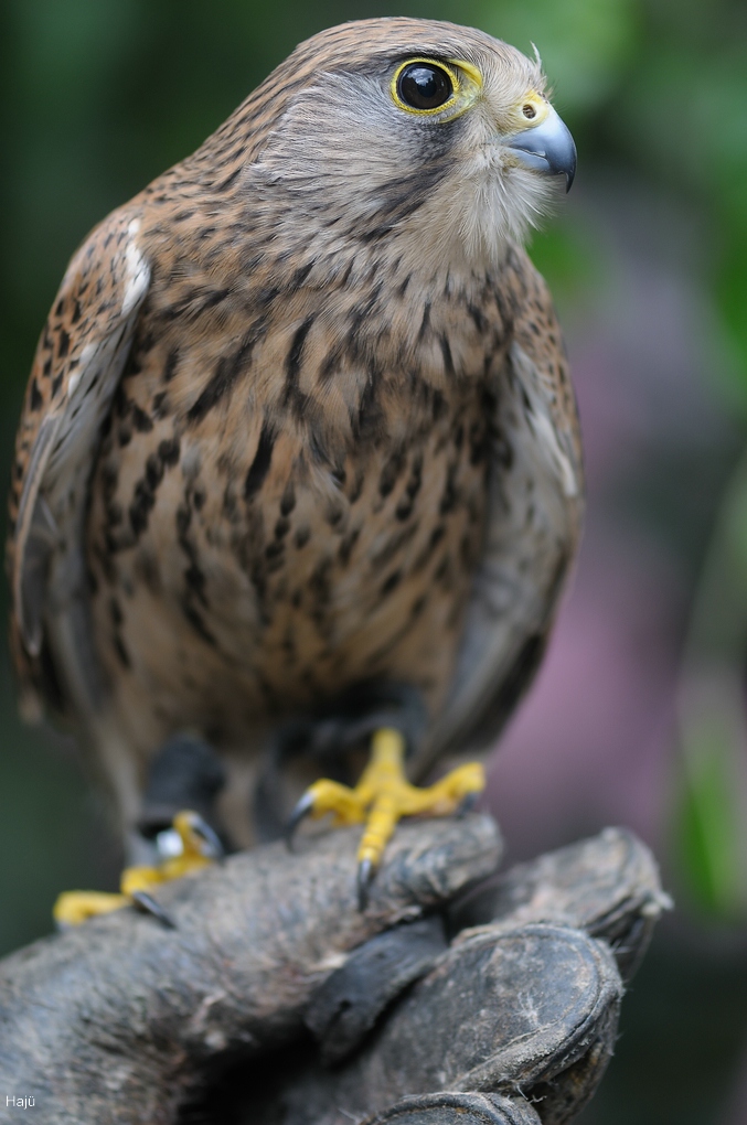 aacomp DSC 6288 709