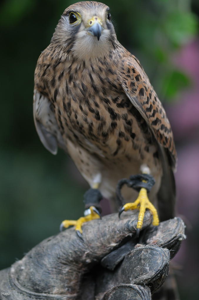 aacomp DSC 6292 713