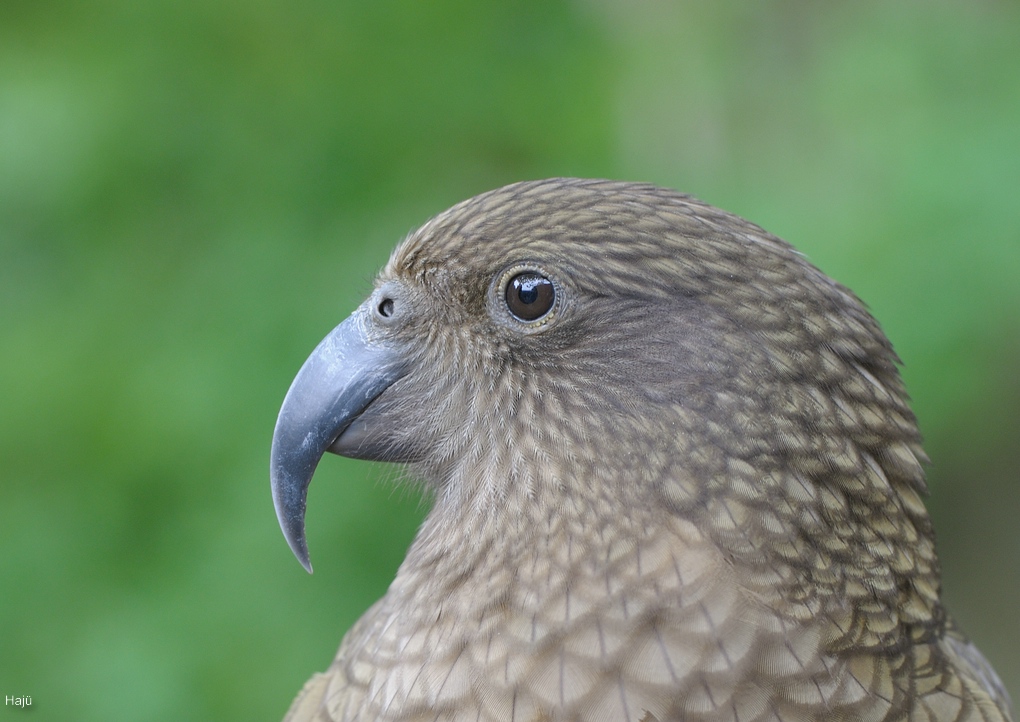 aacomp DSC 6375 796