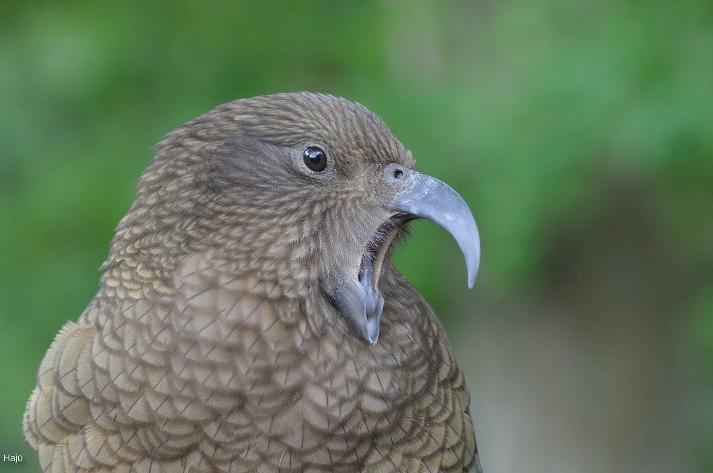 aacomp DSC 6381 802