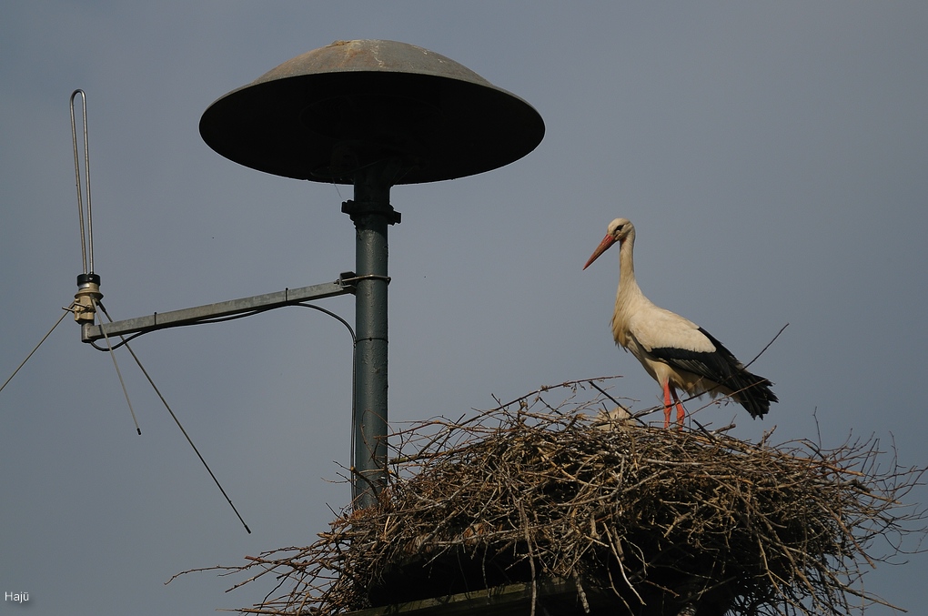 aacomp DSC 6831 1223